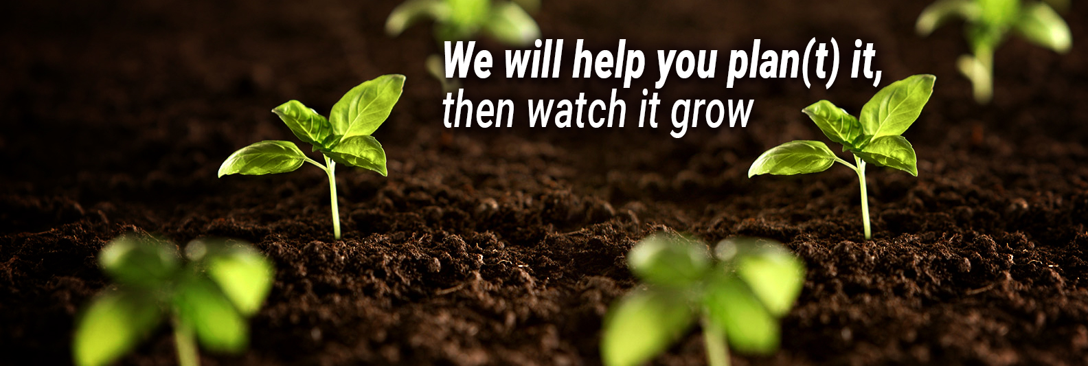 Banner_Plant
